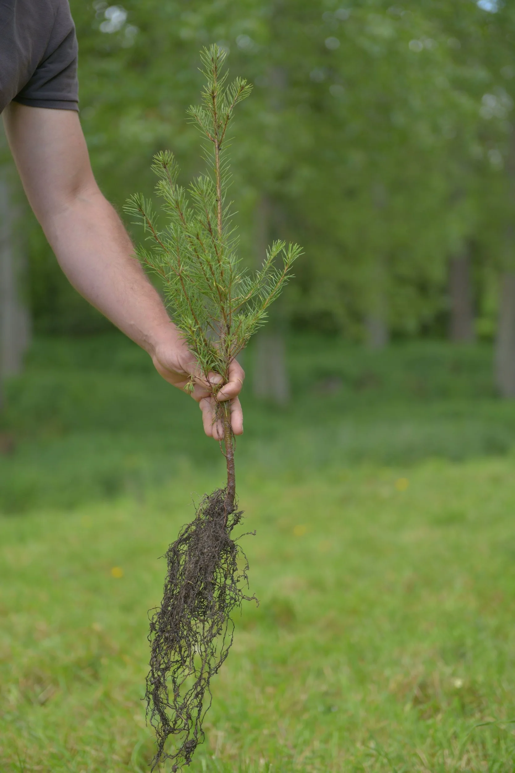 arbre+ecotree.jpg